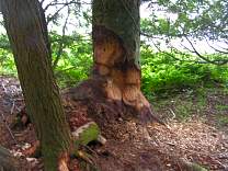 0111tahqfallsbeaverchew.jpg