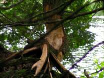 0113tahqfallsbeaverchew.jpg