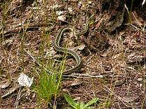 0118tahqfallssnake.jpg