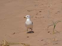 0408ludington.jpg