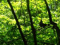 dsc02439.jpg