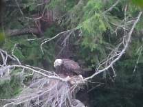 05baldeagle.jpg
