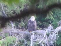 07baldeagle.jpg