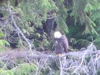 08baldeagle.jpg