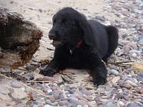 0704agatebeach.jpg