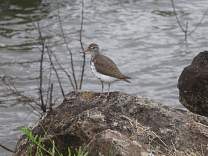 0410sandpiper.jpg