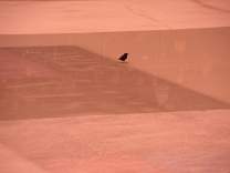 0111bird.jpg