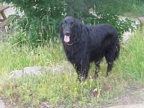 20120623_porcupinemtncampsite.jpg
