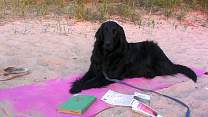 20130611_lakemichiganbeachwildernesspark.jpg
