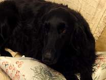 20131215_oncouch.jpg