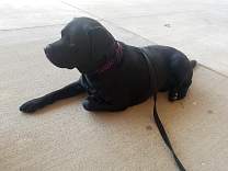 20170910_04diesel.jpg