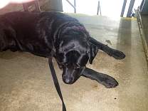 20170910_05diesel.jpg
