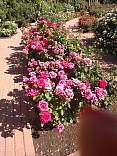 20190905_01ashtongardensthanksgivingpoint.jpg