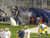 88uconnhuskie.jpg