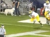 89uconnhuskie.jpg