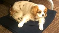 0209tulatheaccountingdog.jpg