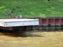 Mallards on dock