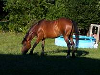 02_shanemowinggrass1.jpg