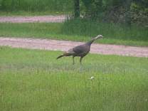 pict0539.jpg